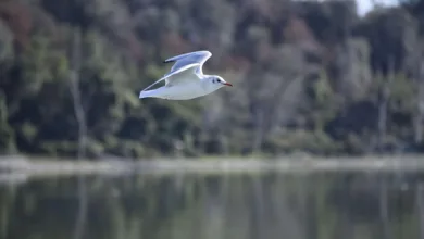 Die größten Flops im Kryptomarkt: Ein Rückblick auf Misserfolge