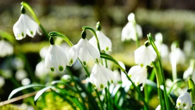 FCA plant neue Regeln für Krypto-Unternehmen in Großbritannien