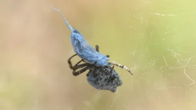 Opfer von Nordkorea fordern hohe Entschädigung durch Kryptowährungen