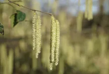 Altcoins im Aufwind: Februar könnte Trendwende bringen