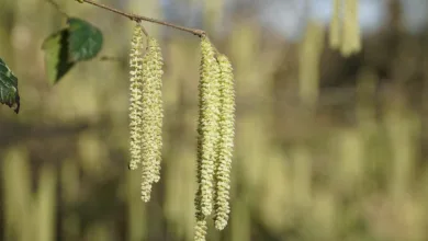 Altcoins im Aufwind: Februar könnte Trendwende bringen