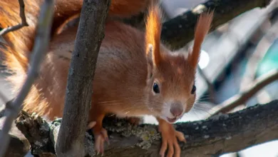 Starker Kapitalzufluss in BlackRock’s Bitcoin-ETF überrascht Anleger