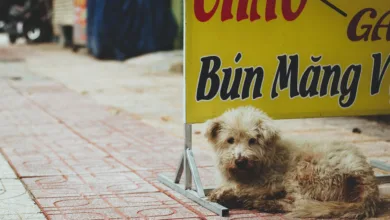 Krypto-Zahlungskarten: Ein neuer Trend im Alltag der Nutzer