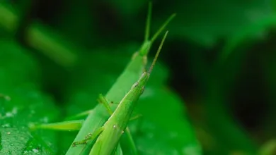 XRP 2026: Rückgang der Adressen lässt Analysten aufhorchen