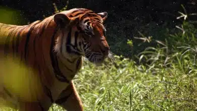 Bitcoin: Einzigartige Chancen durch maßgeschneiderte Regulierung