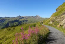 HBAR unter Druck: Kursrückgang oder erneute Erholung?