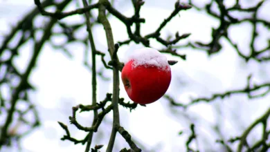 Altcoins im Aufschwung: Chancen und Risiken im Januar 2026