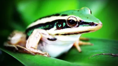 Yei Finance (CLO): Höhenflug und mögliche Kurskorrektur