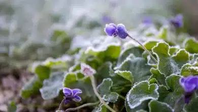 Bitcoin im Januar: Einblicke in die bärische Marktentwicklung