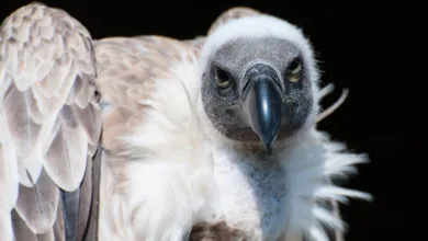 XRP: Starker Start und plötzliche Korrektur im Jahr 2026