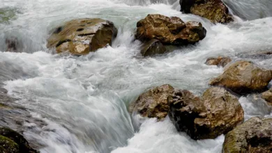 Strömungen im Krypto-Markt: Altcoins im Aufwind 2026