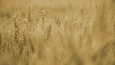 BitGo plant 201 Millionen US-Dollar IPO trotz Marktturbulenzen