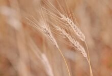 Vitalik Buterin plant Neuausrichtung für Ethereum bis 2026