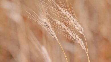 Vitalik Buterin plant Neuausrichtung für Ethereum bis 2026