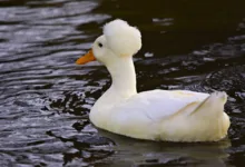 Ripple gelingt FCA-Zulassung: Ein Schritt zur Marktakzeptanz