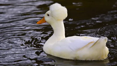 Ripple gelingt FCA-Zulassung: Ein Schritt zur Marktakzeptanz