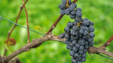 Rumble und Tether: Neue Krypto-Wallet für Creator-Zahlungen