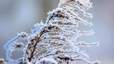 Bitcoin-Schwankungen im Januar: Kommt der Short Squeeze?