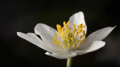 Cathie Woods Prognose: Bitcoin und Gold im Fokus