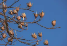 Kleinanleger unter Druck: Bitcoin-Zuflüsse steigen stark an