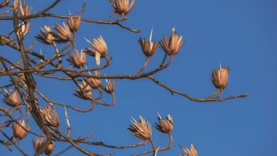 Kleinanleger unter Druck: Bitcoin-Zuflüsse steigen stark an