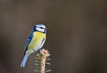 Bitcoin im Fokus: Risiko oder Chance für Anleger?