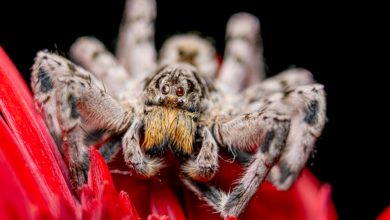 XRP im Fokus: Risiken und Chancen für lokale Trader