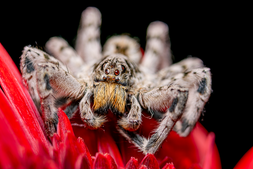 XRP im Fokus: Risiken und Chancen für lokale Trader