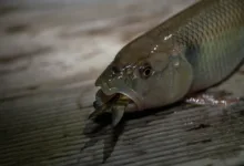 Bitcoin am Tiefpunkt: Schwächstes erstes Quartal seit 2018