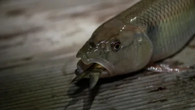 Bitcoin am Tiefpunkt: Schwächstes erstes Quartal seit 2018