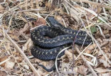 Ethereum zwischen Risiko und Chance: Ein Blick auf die Zukunft