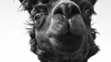 BNP Paribas startet auf Ethereum mit tokenisierten Fonds