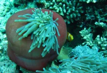 Bitmine Immersion: Hohe Verluste und mutige Strategie im ETH-Markt