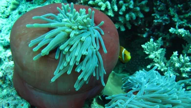 Bitmine Immersion: Hohe Verluste und mutige Strategie im ETH-Markt