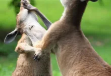 Bitcoin im Abwärtstrend: Der Kampf um Aufmerksamkeit in schnellen Märkten