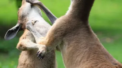 Bitcoin im Abwärtstrend: Der Kampf um Aufmerksamkeit in schnellen Märkten