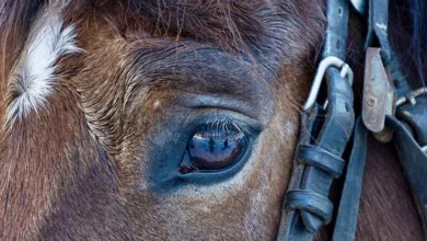 Klarheit im Krypto-Markt: CLARITY Act steht vor Durchbruch