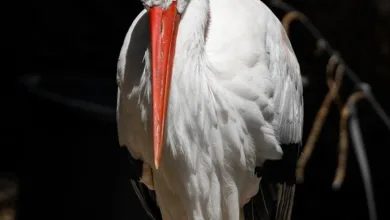 Solana fokussiert sich auf Zukunft mit neuen Blockchain-Upgrades