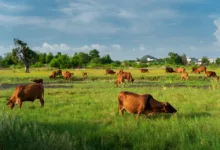 XRP unter Druck: Erwartet uns ein Bullen- oder Bärenmarkt?