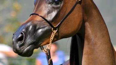 Neue Bitcoin-Chance: Geld verdienen alle 5 Minuten