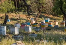 HIVE Digital Technologies: Investieren oder Abwarten?