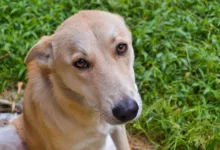 PMI-Sprung signalisiert neue Hoffnung für Bitcoin-Anleger