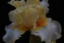 Volatilität auf dem Kryptomarkt: Wachsende Unsicherheiten