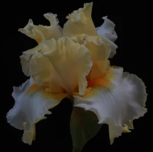 Volatilität auf dem Kryptomarkt: Wachsende Unsicherheiten