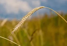 Kolo macht Krypto-Zahlungen mit TRON schneller und einfacher