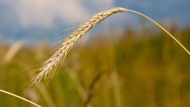 Kolo macht Krypto-Zahlungen mit TRON schneller und einfacher