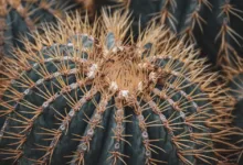 XRP 2026: Chancen durch Regulierung und institutionelles Wachstum