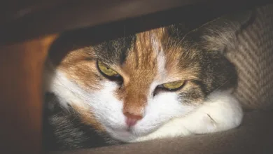 Epstein und Coinbase: Einblick in verborgene Investitionen