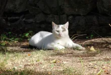 Strabag SE: Ein Blick auf Umsätze und Geschäftsfelder in Europa