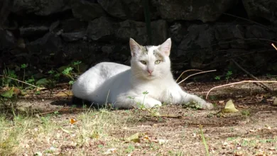 Strabag SE: Ein Blick auf Umsätze und Geschäftsfelder in Europa